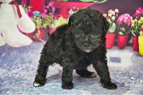 成約済の愛知県のティーカッププードル-123839の18枚目